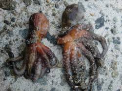 【サビキ絶好調】南芦屋浜リアルタイム