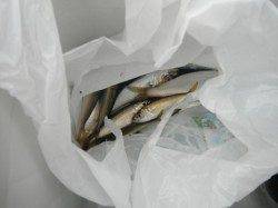 いいね！ファミリーフィッシング！泉大津RT