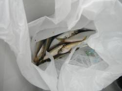 いいね！ファミリーフィッシング！泉大津RT…