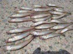 [速報！」泉大津でキス！