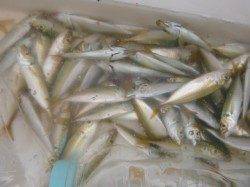 空港ＲＴ　大きいタチウオ釣れました！