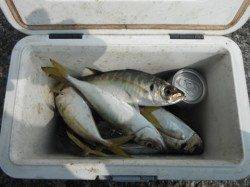 でかアジ爆釣！岸和田一文字RT・27日