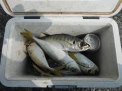 でかアジ爆釣！岸和田一文字RT・27日