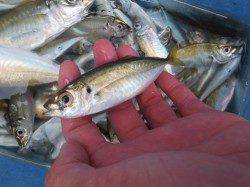 今週も大きなアジが！！【２７日】田ノ浦ＲＴ