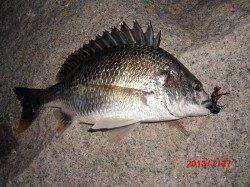 【浜寺運河】もちろん釣れてるベイチヌ！