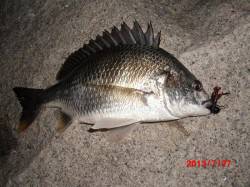 【浜寺運河】もちろん釣れてるベイチヌ！  …