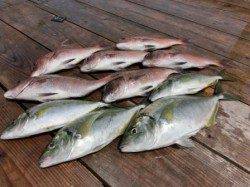 釣堀紀州でシマアジ祭り!?