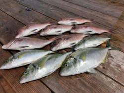 釣堀紀州でシマアジ祭り！？ 