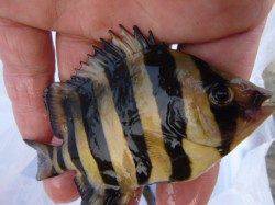 空港で楽しいファミリーフィッシング