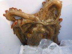 北公園　タコエギジャックにブタの脂身