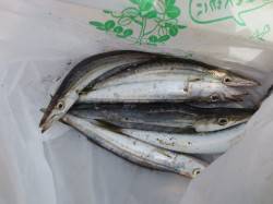  カマス復活?田ノ浦オススメ情報【２８日】…