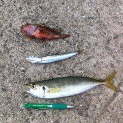 青岸で中アジ好釣！カマス・サヨリも28日ＲＴ