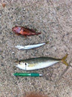 青岸で中アジ好釣！カマス・サヨリも28日ＲＴ