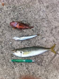 青岸で中アジ好釣！カマス・サヨリも28日Ｒ…