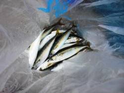 風の中でもサビキ３日泉大津店お昼ＲＴ