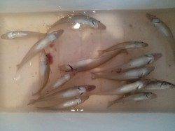 夜の投げ釣りでキス・IN須磨