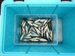 今朝もアジ順調です☆ 泉大津RT29日あさ