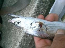 朝の空港タチウオだ、３０cmのマアジだ！