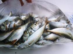 食コン★マアジ・マルアジ