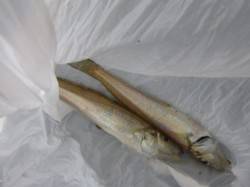 朝の兵突キスもタコもサビキ釣りも！ 