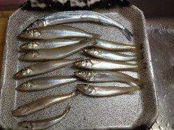 加太・磯ノ浦でチョイ投げを！