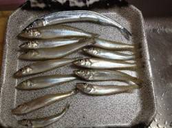 加太・磯ノ浦でチョイ投げを！   