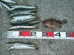 初島周辺にてカマス大爆釣！！