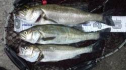  【夏のエビ撒き釣り好調です！】芦屋浜