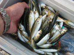  【アジが面白い】南芦屋浜リアルタイム