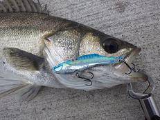 デイシーバス好調キープ！南港周辺♪