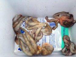 芦屋浜本日もタコ釣れていますね！