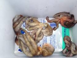 芦屋浜本日もタコ釣れていますね！ 