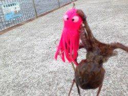 芦屋浜本日もタコ釣れていますね！