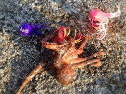 一文字でのタコとチョイ投げは楽しい！！