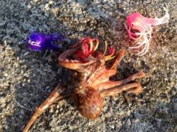 一文字でのタコとチョイ投げは楽しい!!