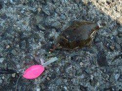 一文字でのタコとチョイ投げは楽しい！！