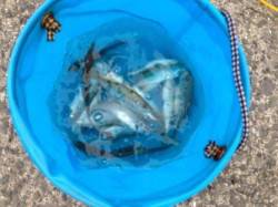 泉佐野食コン　夕方りあるたいむ。