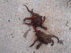 タコ♪タコ♪タコ♪4日夕方泉大津RT