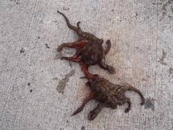 タコ♪タコ♪タコ♪4日夕方泉大津RT