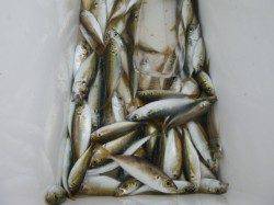 兵突ＲＴ、サビキ天国