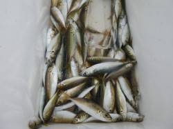 兵突ＲＴ、サビキ天国