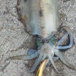 深日漁港　夕方のエギングでアオリイカ2ハイ☆