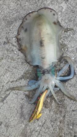 深日漁港　夕方のエギングでアオリイカ2ハイ…