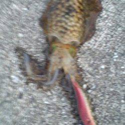 深日漁港　夕方のエギングでアオリイカ2ハイ☆