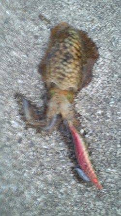 深日漁港　夕方のエギングでアオリイカ2ハイ☆