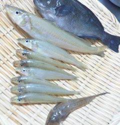 鯉川 投げ釣り&ウキ釣りでキス・グレの釣果
