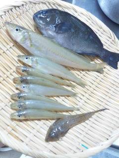 鯉川　投げ釣り＆ウキ釣りでキス・グレの釣果…