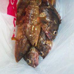 舞鶴東部エリア、ランガンでアコウ/ガシラ釣り