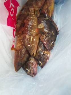 舞鶴東部エリア、ランガンでアコウ/ガシラ釣…