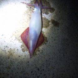 伊根エリアでエギング、シロイカの釣果